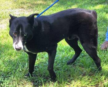 260905  Gunter -  Australian Shepherd and Shepherd Dog for Adoption in Wetumpka, Alabama - 260905  Gunter | PetCurious