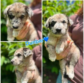 Dunbar -  Terrier and Australian Shepherd Dog for Adoption in Byrdstown, Tennessee - Dunbar | PetCurious