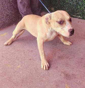 Pit Bull Terrier and Mixed Breed Dogs Available for Adoption in El Paso, Texas - 60997084 | PetCurious