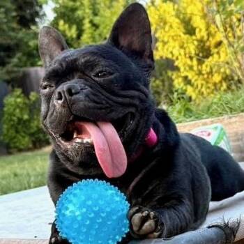 Marnie -  French Bulldog Dog for Adoption in Citrus Heights, California - Marnie | PetCurious