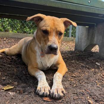 Peanut -  Black Mouth Cur Dog for Adoption in St. Augustine, Florida - Peanut | PetCurious