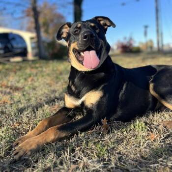 Koa -  German Shepherd Dog and Rottweiler Dog for Adoption in Columbia, Missouri - Koa | PetCurious
