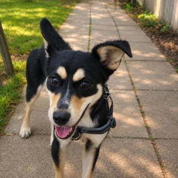 Onyx -  German Shepherd Dog and Husky Dog for Adoption in Dillsburg, Pennsylvania - Onyx | PetCurious