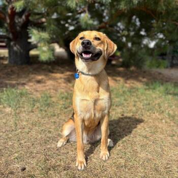 Deputy Dawg -  German Shepherd Dog and Husky Dog for Adoption in Fargo, North Dakota - Deputy Dawg | PetCurious