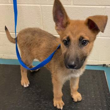 ADONIS -  Mixed Breed Dog for Adoption in Memphis, Tennessee - ADONIS | PetCurious