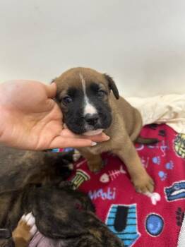 Mixed Breed Dogs Available for Adoption - Oscar | PetCurious