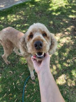 Blaze -  Goldendoodle Dog for Adoption in Las Vegas, Nevada - Blaze | PetCurious