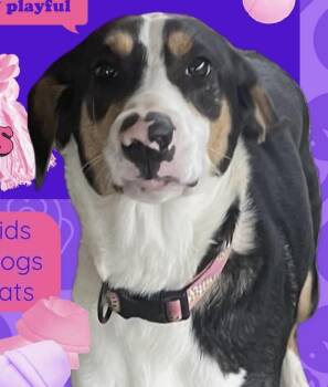 Australian Shepherd Dogs Available for Adoption - Marley | PetCurious