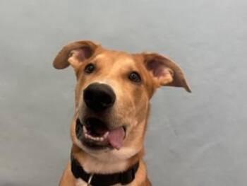 Luca -  German Shepherd Dog and Fox Terrier Dog for Adoption in Golden Valley, Minnesota - Luca | PetCurious
