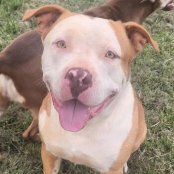 Levi -  Labrador Retriever Dog for Adoption in Andover, Massachusetts - Levi | PetCurious
