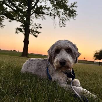 Tobias -  Bernese Mountain Dog and Miniature Poodle Dog for Adoption in Sinking Spring, Pennsylvania - Tobias | PetCurious