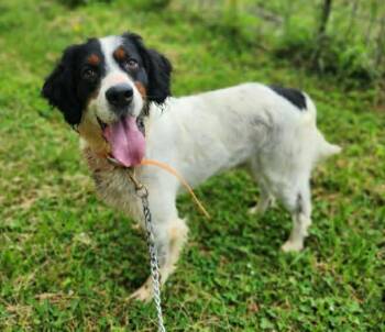 Prince- URGENT FOSTER NEEDED -  English Setter Dog for Adoption in Wood Dale, Illinois - Prince- URGENT FOSTER NEEDED | PetCurious