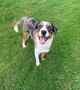 Beamer -  Mixed Breed Dog for Adoption in Westland, Michigan - Beamer | PetCurious