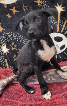 Rose -  Australian Cattle Dog Blue Heeler Dog for Adoption in Hopkinsville, Kentucky - Rose | PetCurious