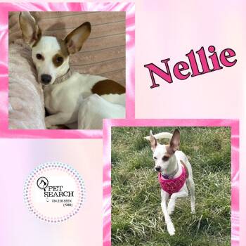 Italian Greyhound and Mixed Breed Dogs Available for Adoption - Nellie | PetCurious