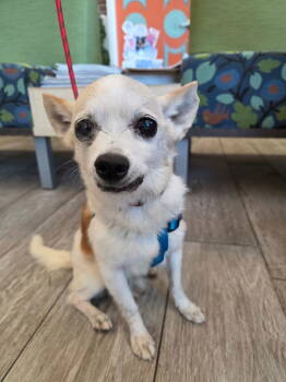 Rescue Chihuahua Dogs for Adoption in Holly Springs, North Carolina - Sugafoot | PetCurious