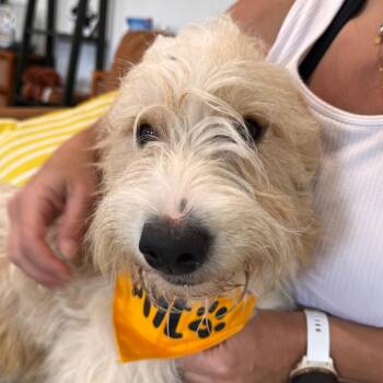 CHESTER (640) -  Poodle and Mixed Breed Dog for Adoption in Indiantown, Florida - CHESTER (640) | PetCurious