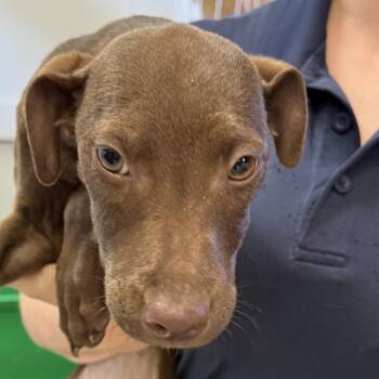 Labrador Retriever Dogs Available for Adoption in Jacksonville, Arkansas - Holly | PetCurious