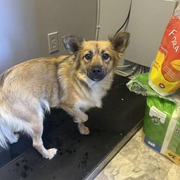 Gremie -  Pomeranian and Mixed Breed Dog for Adoption in Summerlee, West Virginia - Gremie | PetCurious