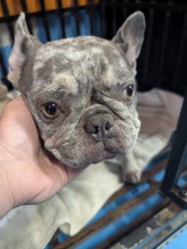 61411806 -  Mixed Breed Dog for Adoption in El Paso, Texas - 61411806 | PetCurious