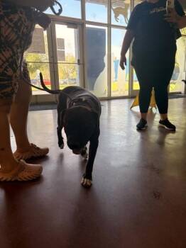 Toni -  American Staffordshire Terrier and Mixed Breed Dog for Adoption in New Orleans, Louisiana - Toni | PetCurious