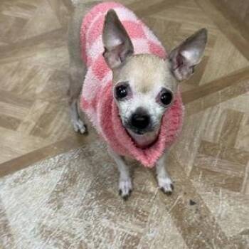 Chihuahua Dogs Available for Adoption in Worcester, Massachusetts - Rachel | PetCurious