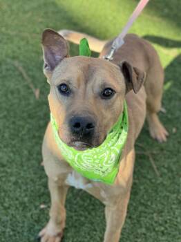 Labrador Retriever Dogs Available for Adoption - Pringle | PetCurious