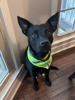 Joe Faith -  Australian Cattle Dog Blue Heeler and Labrador Retriever Dog for Adoption in Nashville, Tennessee - Joe Faith | PetCurious