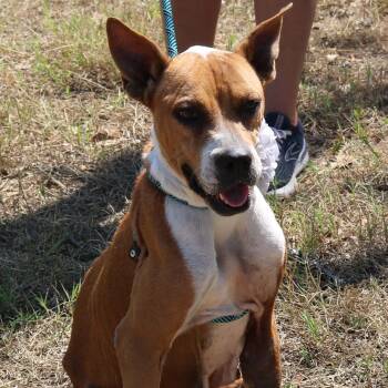 Rescue Boxer Dogs for Adoption in Bandera, Texas - Honey | PetCurious