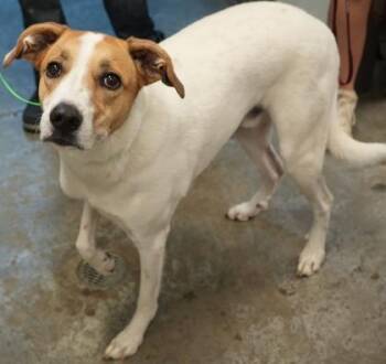 Draco -  Labrador Retriever and Mixed Breed Dog for Adoption in Bowling Green, Kentucky - Draco | PetCurious