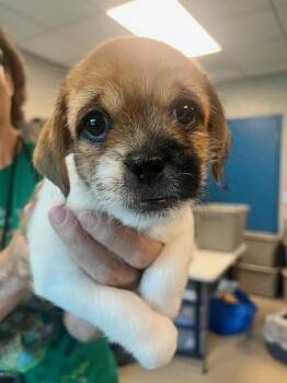 Cooper (ID 51404) -  Cockapoo and Shih Tzu Dog for Adoption in Manassas, Virginia - Cooper (ID 51404) | PetCurious