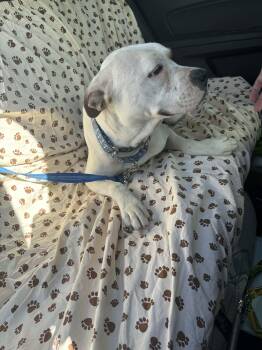 Boxer and Terrier Dogs Available for Adoption in Pompano Beach, Florida - Capucine - Mom | PetCurious