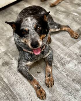 Australian Cattle Dog Blue Heeler Dogs Available for Adoption in Bend, Oregon - Annie | PetCurious