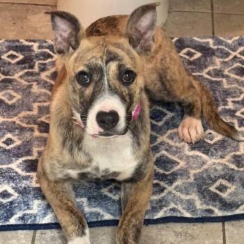 Mixed Breed Dogs Available for Adoption in Washburn, Missouri - Muggsy | PetCurious