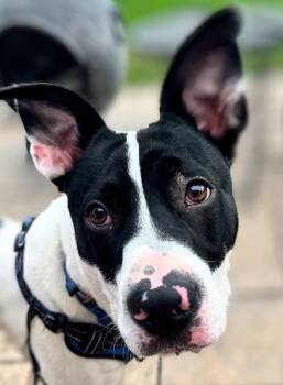 Rocco James -  Labrador Retriever and Dalmatian Dog for Adoption in Berwick, Pennsylvania - Rocco James | PetCurious