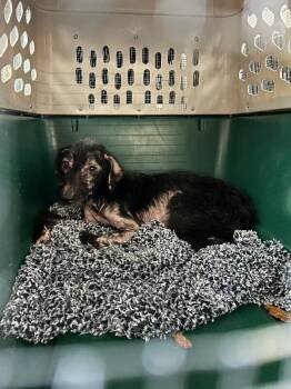 Oseile -  Mixed Breed Dog for Adoption in Fruit Heights, Utah - Oseile | PetCurious