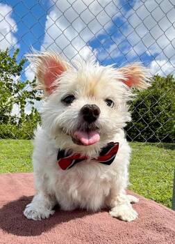 Chuchy -  Maltese Dog for Adoption in Cape Coral, Florida - Chuchy | PetCurious