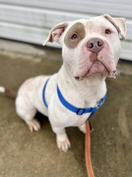Pit Bull Terrier Dogs Available for Adoption - Bambino | PetCurious