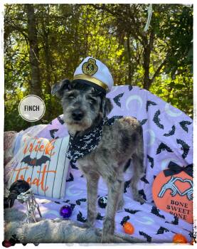 Finch -  Miniature Schnauzer Dog for Adoption in Sebring, Florida - Finch | PetCurious