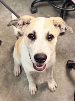 Regan -  German Shepherd Dog and Great Pyrenees Dog for Adoption in Bowling Green, Kentucky - Regan | PetCurious