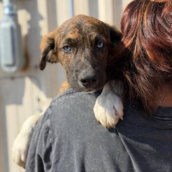 Heather -  Shepherd Dog for Adoption in Buffalo, Minnesota - Heather | PetCurious