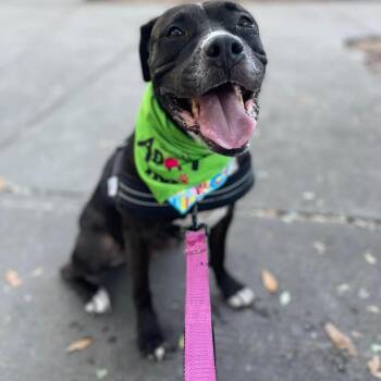 Mixed Breed Dogs Available for Adoption in Savannah, Georgia - Beretta Etta | PetCurious