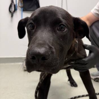 Ink -  Black Labrador Retriever and Mixed Breed Dog for Adoption in Abilene, Texas - Ink | PetCurious