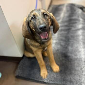 Mixed Breed Dogs Available for Adoption - Mary Ann | PetCurious