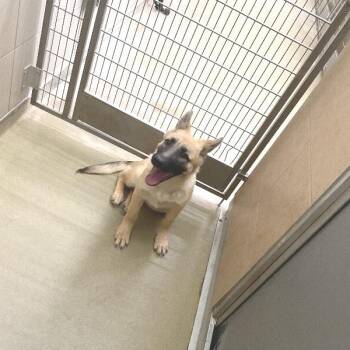 Mixed Breed Dogs Available for Adoption - Ivory | PetCurious