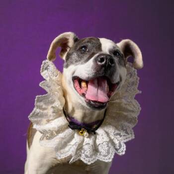 Penny Lane -  Mixed Breed Dog for Adoption in Atlanta, Georgia - Penny Lane | PetCurious