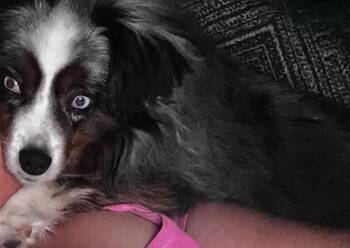 Rescue Australian Shepherd Dogs for Adoption in Pantego, Texas - Oliver | PetCurious