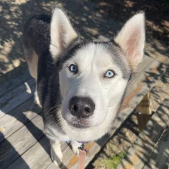 Opal -  Mixed Breed Dog for Adoption in Mentor, Ohio - Opal | PetCurious