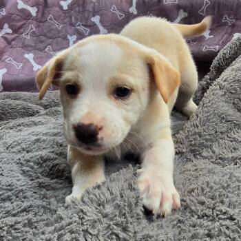 Ghost (Spectral Litter) -  Husky and Labrador Retriever Dog for Adoption - Ghost (Spectral Litter) | PetCurious