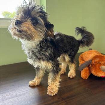 Merlin -  Yorkshire Terrier and Maltese Dog for Adoption - Merlin | PetCurious